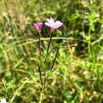 Epilobium palustre fruit picture by Ugoline Jacquot (cc-by-sa)