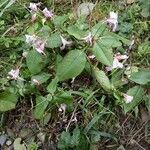 Impatiens balfourii habit picture by Gabriel Ollivier (cc-by-sa)