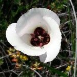 Calochortus catalinae flower picture by Monika Kopp (cc-by-sa)