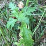 Verbena officinalis leaf picture by Gerrit Busser (cc-by-sa)