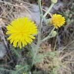 Crepis chondrilloides flower picture by Boris Turk (cc-by-sa)