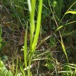 Geropogon hybridus leaf picture by marco bito (cc-by-sa)