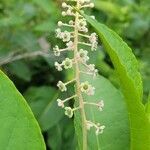 Phytolacca americana flower picture by Peter Kondrashov (cc-by-sa)