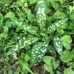 Pulmonaria saccharata leaf picture by Bernard Gaste (cc-by-sa)