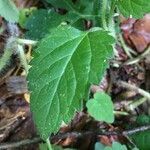 Chrysogonum virginianum leaf picture by Matthew Dyer (cc-by-sa)