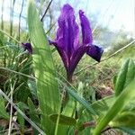 Iris pumila habit picture by Michael Andresek (cc-by-sa)