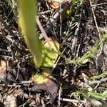 Ophrys lutea leaf picture by Fernandez David (cc-by-sa)