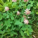 Trifolium hybridum habit picture by Norm (cc-by-sa)