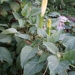 Datura metel flower picture by Franck Prejger (cc-by-sa)