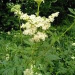 Filipendula ulmaria habit picture by Olivier LAXENAIRE (cc-by-sa)