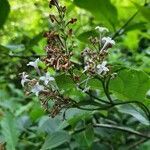 Syringa josikaea flower picture by Viktoriya (cc-by-sa)