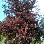 Ulmus laevis habit picture by Jiří Vilím (cc-by-sa)