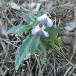 Viola arborescens habit picture by Llandrich anna (cc-by-sa)