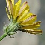 Crepis bursifolia flower picture by Alain Lagrave (cc-by-sa)