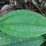 Miconia calvescens leaf picture by Hervé Goëau (cc-by-sa)