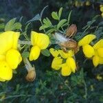 Cytisus arboreus flower picture by Frescata Carlos (cc-by-sa)