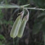 Crotalaria pilosa fruit picture by Nelson Zamora Villalobos (cc-by-nc)