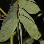 Senna uniflora leaf picture by Nelson Zamora Villalobos (cc-by-nc)