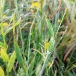 Phalaris minor leaf picture by randovu (cc-by-sa)