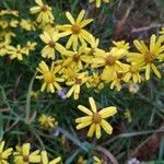 Senecio inaequidens flower picture by Pierangelo (cc-by-sa)