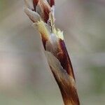 Carex alba fruit picture by Yoan MARTIN (cc-by-sa)