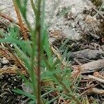 Linum tenuifolium habit picture by Pierre GIRARD (cc-by-sa)