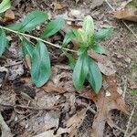 Gentiana villosa leaf picture by Brenda Johnson (cc-by-sa)