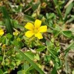 Oxalis dillenii flower picture by Samual Wallace (cc-by-sa)