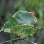 Dombeya populnea leaf picture by P. Bonnet (cc-by-sa)