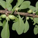 Randia aculeata fruit picture by Nelson Zamora Villalobos (cc-by-nc)