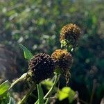 Helenium autumnale fruit picture by guinnevere lowe (cc-by-sa)