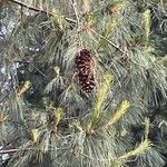 Pinus wallichiana leaf picture by michele sisto (cc-by-sa)