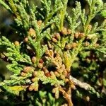 Juniperus thurifera flower picture by Marcos Rivas Campoamor (cc-by-sa)