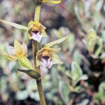 Epipactis dunensis flower picture by Martin Bishop (cc-by-sa)