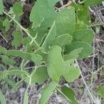 Salvadora persica leaf picture by susan brown (cc-by-sa)