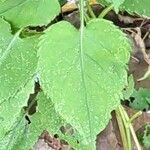 Symphyotrichum cordifolium leaf picture by Chedy Edith (cc-by-sa)