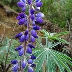 Lupinus montanus flower picture by Fabien Anthelme (cc-by-sa)