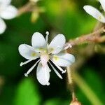 Saxifraga hirsuta flower picture by Didier (cc-by-sa)