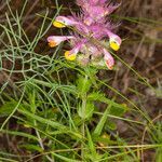 Melampyrum fimbriatum leaf picture by Martin Bishop (cc-by-sa)