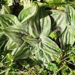 Plantago media leaf picture by walter fischer (cc-by-sa)