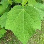 Malvaviscus arboreus leaf picture by Stephen Herren (cc-by-sa)