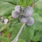 Arctium tomentosum fruit picture by Daniel Diabelko (cc-by-sa)