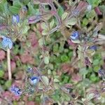 Veronica triphyllos flower picture by Petr Harant (cc-by-sa)