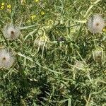 Cirsium eriophorum habit picture by Fernandez Cusachs Marc (cc-by-sa)