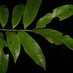 Guatteria costaricensis leaf picture by Nelson Zamora Villalobos (cc-by-nc)