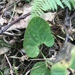 Aristolochia lutea leaf picture by Zioivan Beirut (cc-by-sa)