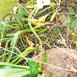 Ornithogalum arabicum habit picture by Ammar Foufou (cc-by-sa)