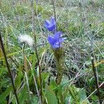 Gentianopsis ciliata habit picture by Michael Andresek (cc-by-sa)