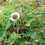 Trifolium occidentale habit picture by Pierre LEON (cc-by-sa)