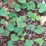 Dichondra micrantha habit picture by Maarten Vanhove (cc-by-sa)